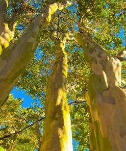 Brighter Blooms Sioux Crape Myrtle 11 Brighter Blooms Sioux Crape Myrtle