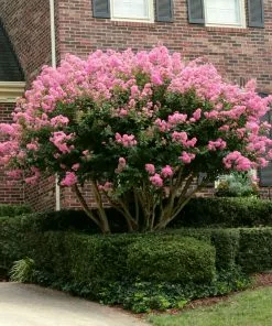 Brighter Blooms Sioux Crape Myrtle 10 Brighter Blooms Sioux Crape Myrtle