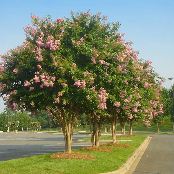 Brighter Blooms Sioux Crape Myrtle 1 Brighter Blooms Sioux Crape Myrtle