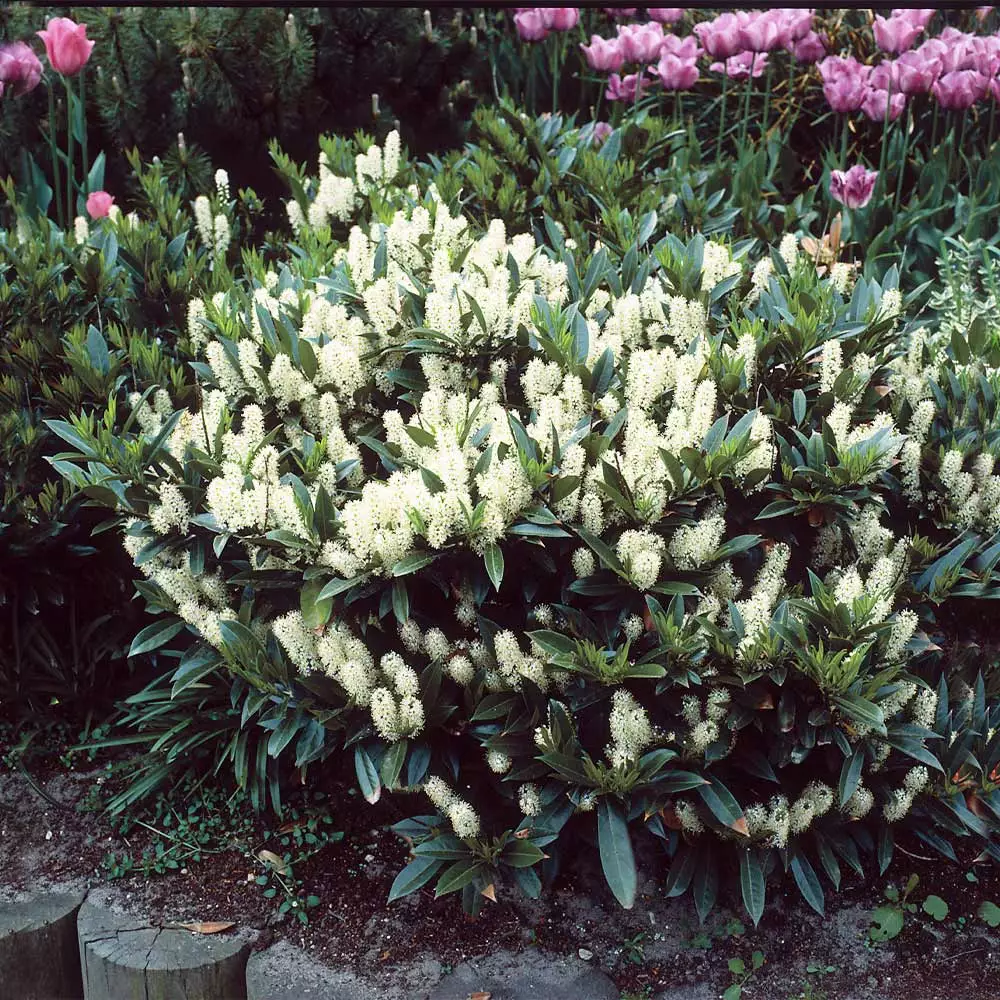 Brighter Blooms Skip Laurel Shrub Shrubs & Hedges 3 Brighter Blooms Skip Laurel Shrub Shrubs & Hedges