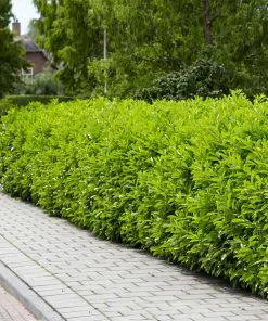 Brighter Blooms Skip Laurel Shrub Shrubs & Hedges