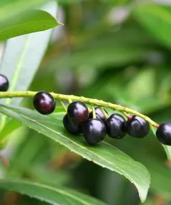 Brighter Blooms Skip Laurel Shrub Shrubs & Hedges 8 Brighter Blooms Skip Laurel Shrub Shrubs & Hedges