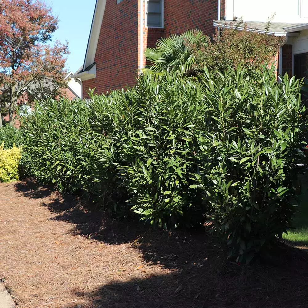 Brighter Blooms Skip Laurel Shrub Shrubs & Hedges 5 Brighter Blooms Skip Laurel Shrub Shrubs & Hedges