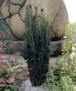 Brighter Blooms Evergreen & Privacy Sky Pencil Holly Tree