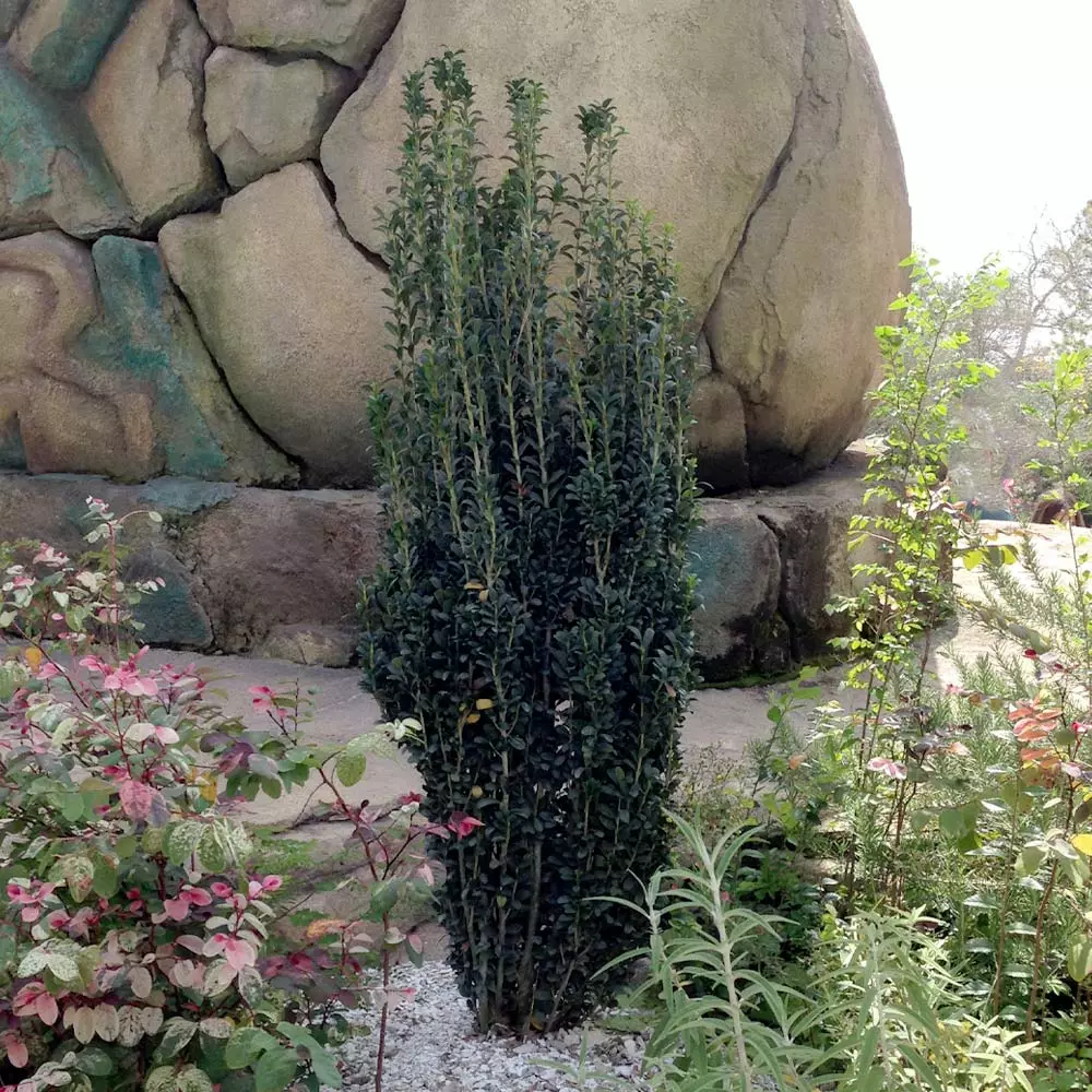 Brighter Blooms Evergreen & Privacy Sky Pencil Holly Tree 2 Brighter Blooms Evergreen & Privacy Sky Pencil Holly Tree