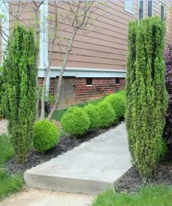 Brighter Blooms Evergreen & Privacy Sky Pencil Holly Tree 8 Brighter Blooms Evergreen & Privacy Sky Pencil Holly Tree