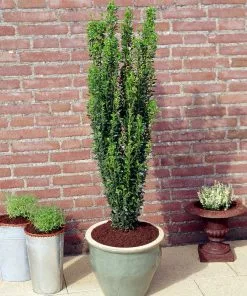 Brighter Blooms Evergreen & Privacy Sky Pencil Holly Tree 9 Brighter Blooms Evergreen & Privacy Sky Pencil Holly Tree