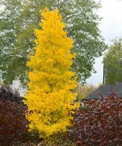 Brighter Blooms Sky Tower Ginkgo Tree