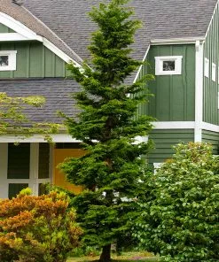 Brighter Blooms Slender Hinoki Cypress Tree Evergreen & Privacy 5 Brighter Blooms Slender Hinoki Cypress Tree Evergreen & Privacy