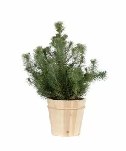 Brighter Blooms Italian Stone Pine Tree In Decorative Pot Shrubs & Hedges