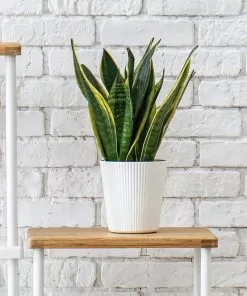 Brighter Blooms SHOP ALL Snake Plant