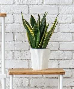 Brighter Blooms SHOP ALL Snake Plant