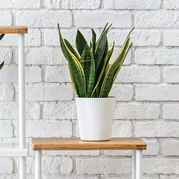 Brighter Blooms SHOP ALL Snake Plant 1 Brighter Blooms SHOP ALL Snake Plant