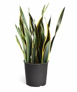 Brighter Blooms SHOP ALL Snake Plant 23 Brighter Blooms SHOP ALL Snake Plant