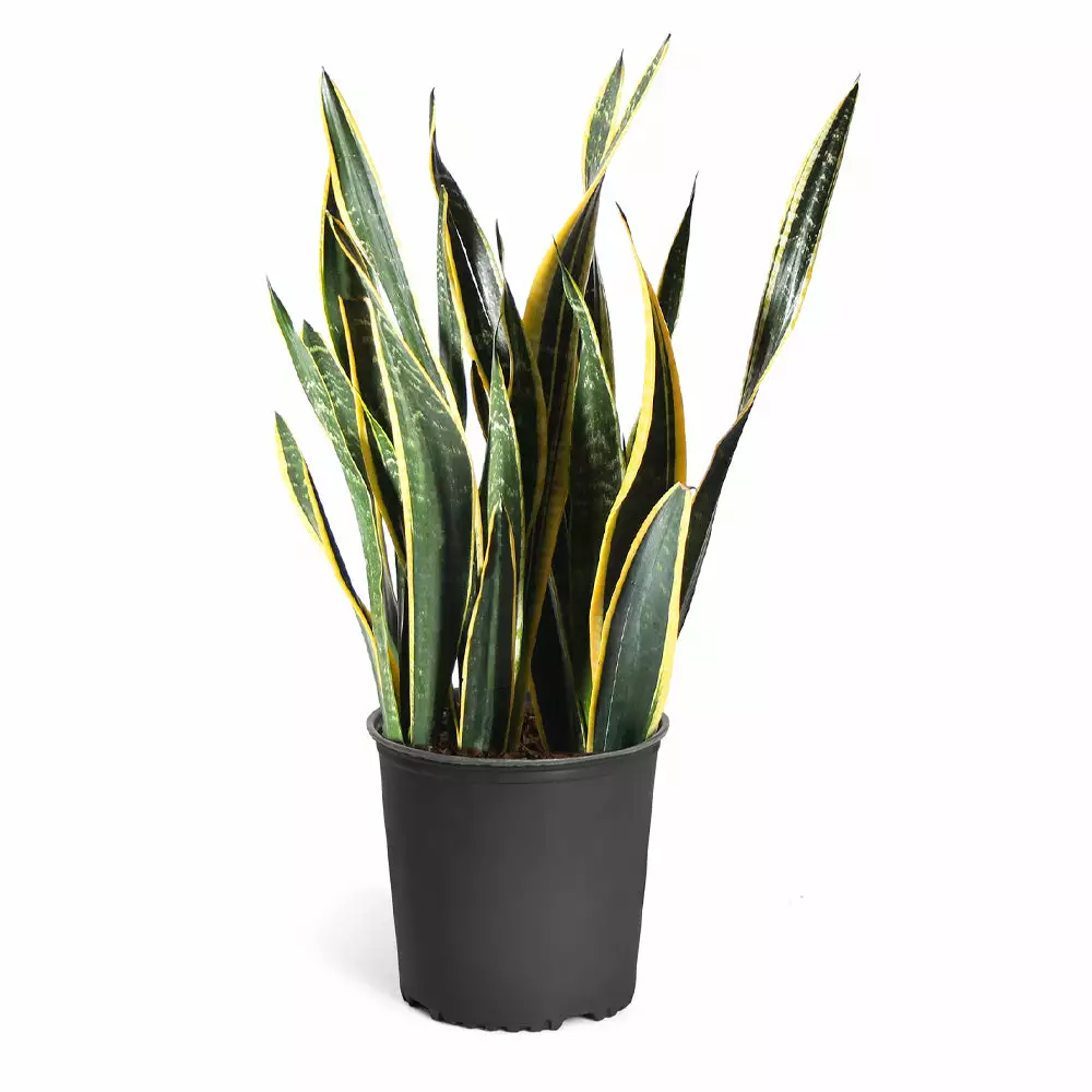 Brighter Blooms SHOP ALL Snake Plant 7 Brighter Blooms SHOP ALL Snake Plant
