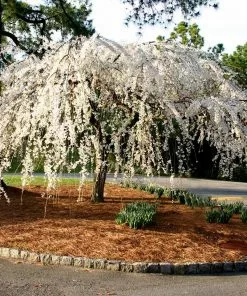 Brighter Blooms Snow Fountains® Weeping Cherry Tree Flowering Trees 9 Brighter Blooms Snow Fountains® Weeping Cherry Tree Flowering Trees