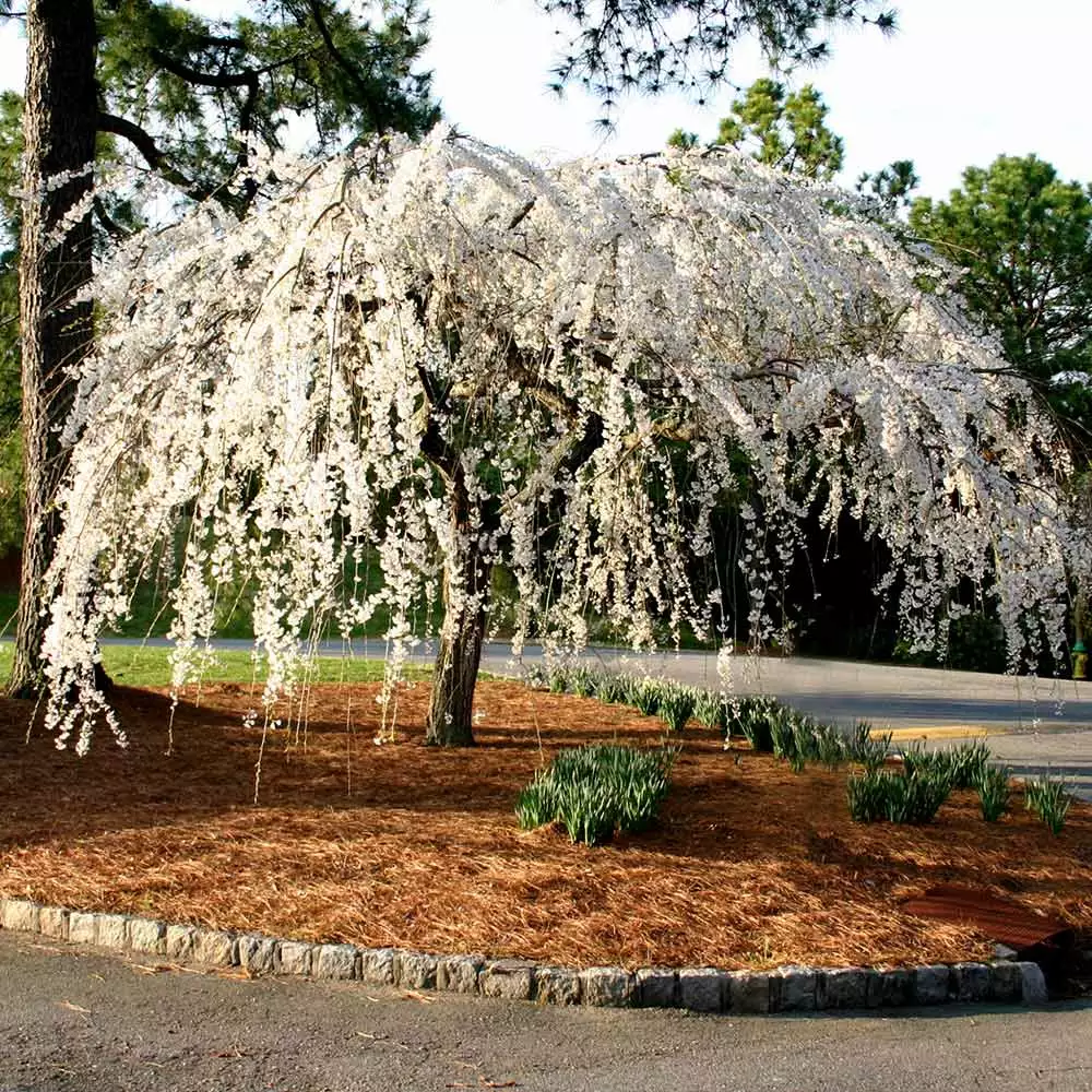 Brighter Blooms Snow Fountains® Weeping Cherry Tree Flowering Trees 5 Brighter Blooms Snow Fountains® Weeping Cherry Tree Flowering Trees
