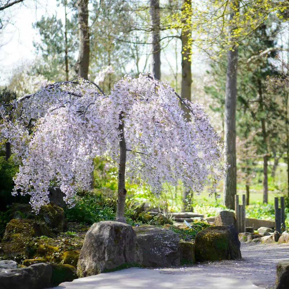 Brighter Blooms Snow Fountains® Weeping Cherry Tree Flowering Trees 2 Brighter Blooms Snow Fountains® Weeping Cherry Tree Flowering Trees