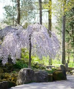 Brighter Blooms Snow Fountains® Weeping Cherry Tree Flowering Trees