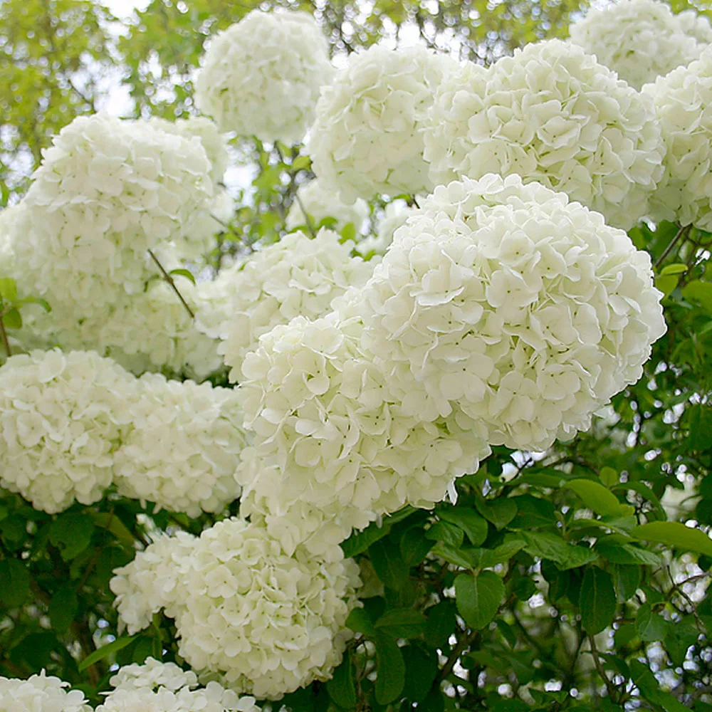 Brighter Blooms Snowball Viburnum Bush Shrubs & Hedges 5 Brighter Blooms Snowball Viburnum Bush Shrubs & Hedges