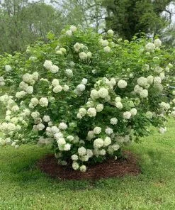 Brighter Blooms Snowball Viburnum Bush Shrubs & Hedges 9 Brighter Blooms Snowball Viburnum Bush Shrubs & Hedges