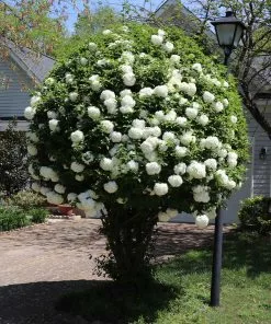 Brighter Blooms Snowball Viburnum Bush Shrubs & Hedges