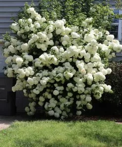Brighter Blooms Snowball Viburnum Bush Shrubs & Hedges 11 Brighter Blooms Snowball Viburnum Bush Shrubs & Hedges