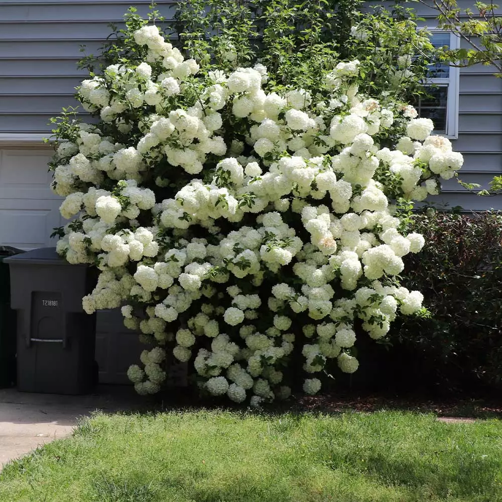 Brighter Blooms Snowball Viburnum Bush Shrubs & Hedges 6 Brighter Blooms Snowball Viburnum Bush Shrubs & Hedges
