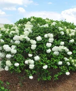 Brighter Blooms Snowball Viburnum Bush Shrubs & Hedges 8 Brighter Blooms Snowball Viburnum Bush Shrubs & Hedges