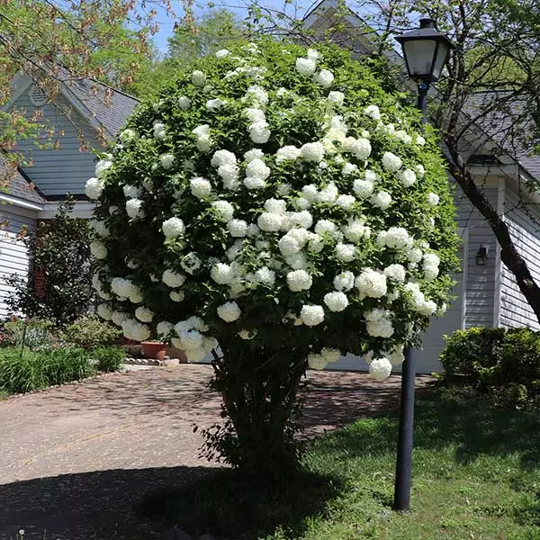 Brighter Blooms Snowball Viburnum Bush Shrubs & Hedges 1 Brighter Blooms Snowball Viburnum Bush Shrubs & Hedges