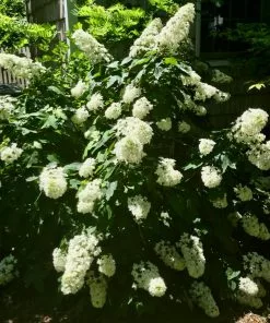 Brighter Blooms Snowcicle Hydrangea Shrub Shrubs & Hedges 7 Brighter Blooms Snowcicle Hydrangea Shrub Shrubs & Hedges