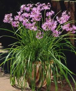 Brighter Blooms Society Garlic Plant Ornamental Grasses 6 Brighter Blooms Society Garlic Plant Ornamental Grasses