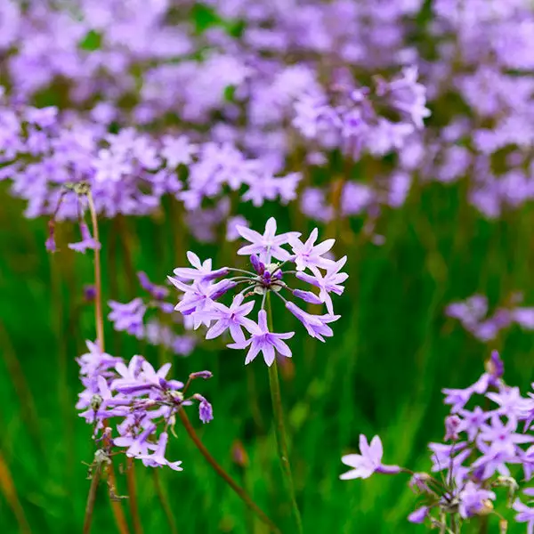 Brighter Blooms Society Garlic Plant Ornamental Grasses 1 Brighter Blooms Society Garlic Plant Ornamental Grasses