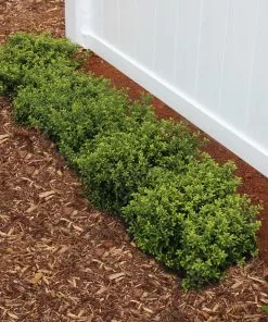 Brighter Blooms Soft Touch Holly Shrub 5 Brighter Blooms Soft Touch Holly Shrub