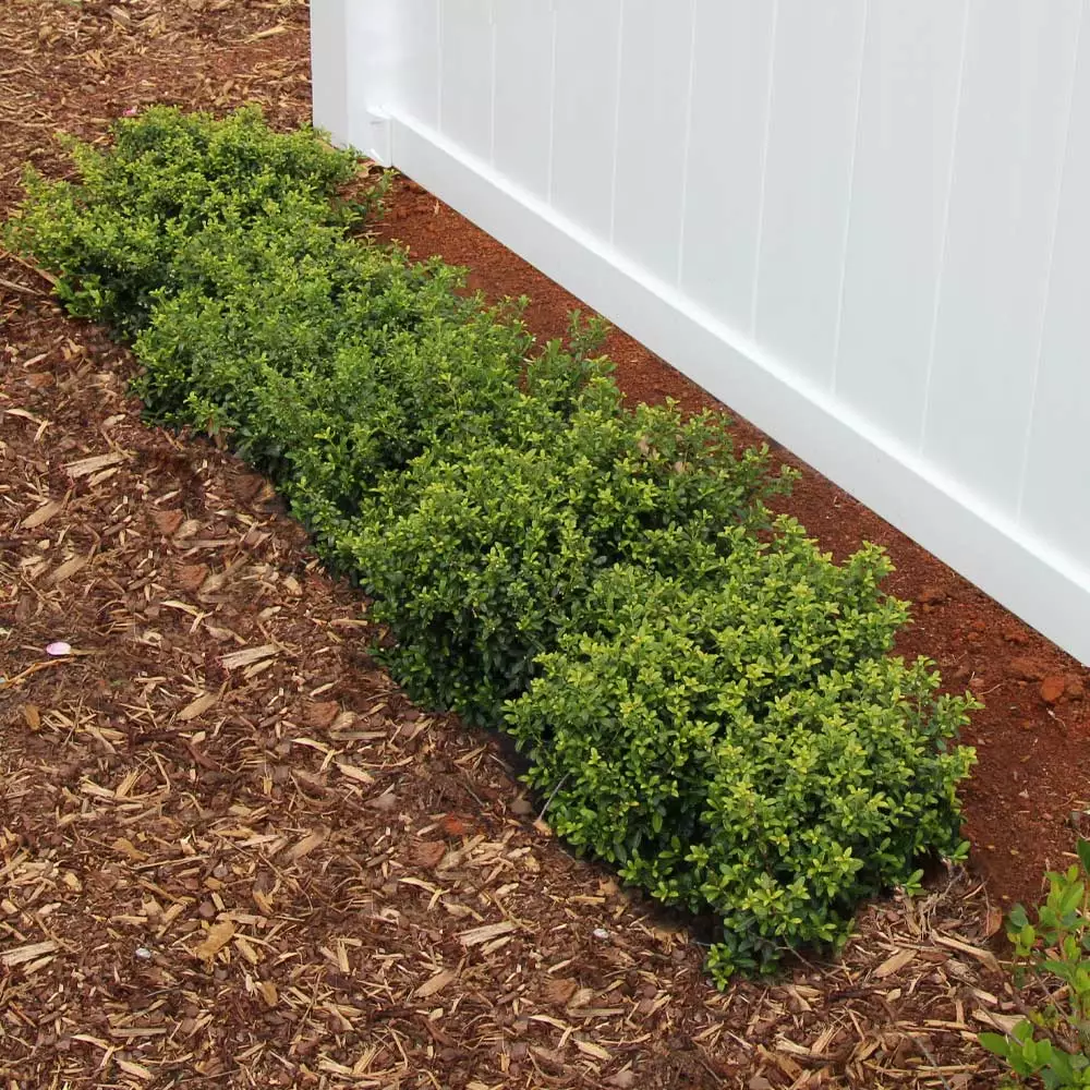 Brighter Blooms Soft Touch Holly Shrub 3 Brighter Blooms Soft Touch Holly Shrub