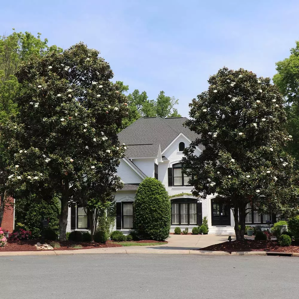 Brighter Blooms Evergreen & Privacy Southern Magnolia Tree 2 Brighter Blooms Evergreen & Privacy Southern Magnolia Tree