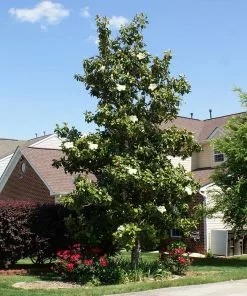 Brighter Blooms Evergreen & Privacy Southern Magnolia Tree 9 Brighter Blooms Evergreen & Privacy Southern Magnolia Tree