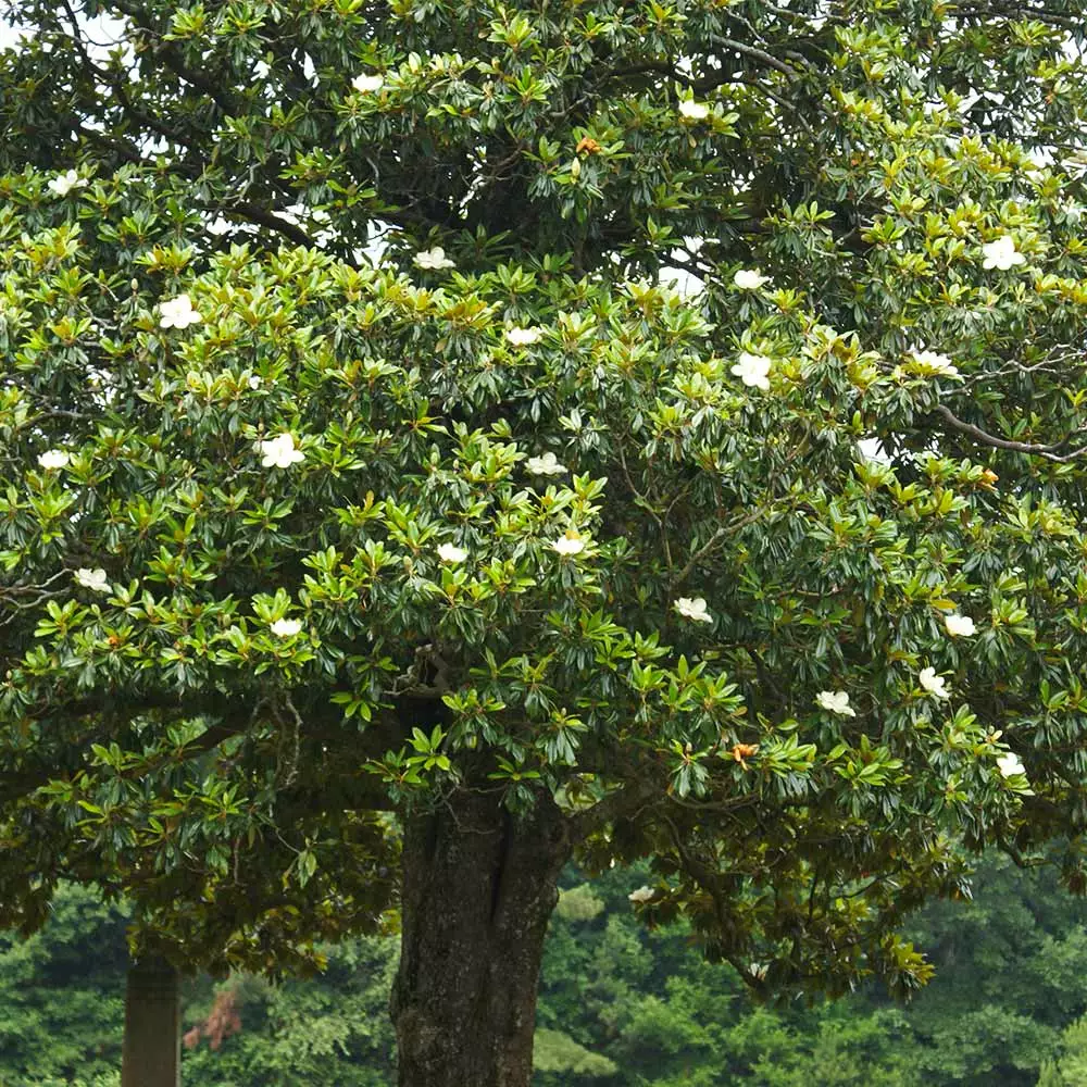 Brighter Blooms Evergreen & Privacy Southern Magnolia Tree 4 Brighter Blooms Evergreen & Privacy Southern Magnolia Tree