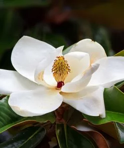 Brighter Blooms Evergreen & Privacy Southern Magnolia Tree 7 Brighter Blooms Evergreen & Privacy Southern Magnolia Tree