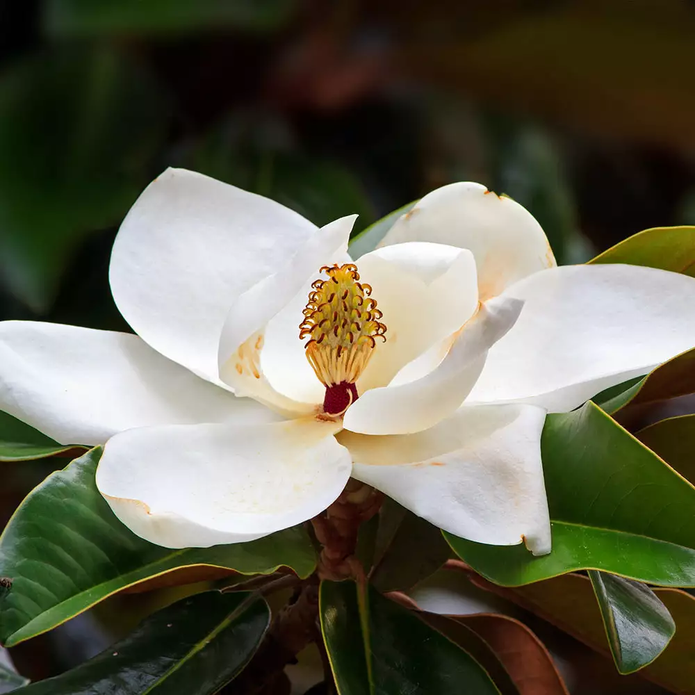 Brighter Blooms Evergreen & Privacy Southern Magnolia Tree 3 Brighter Blooms Evergreen & Privacy Southern Magnolia Tree