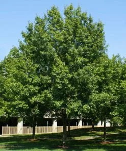Brighter Blooms Shade Trees Southern Red Oak Tree 9 Brighter Blooms Shade Trees Southern Red Oak Tree