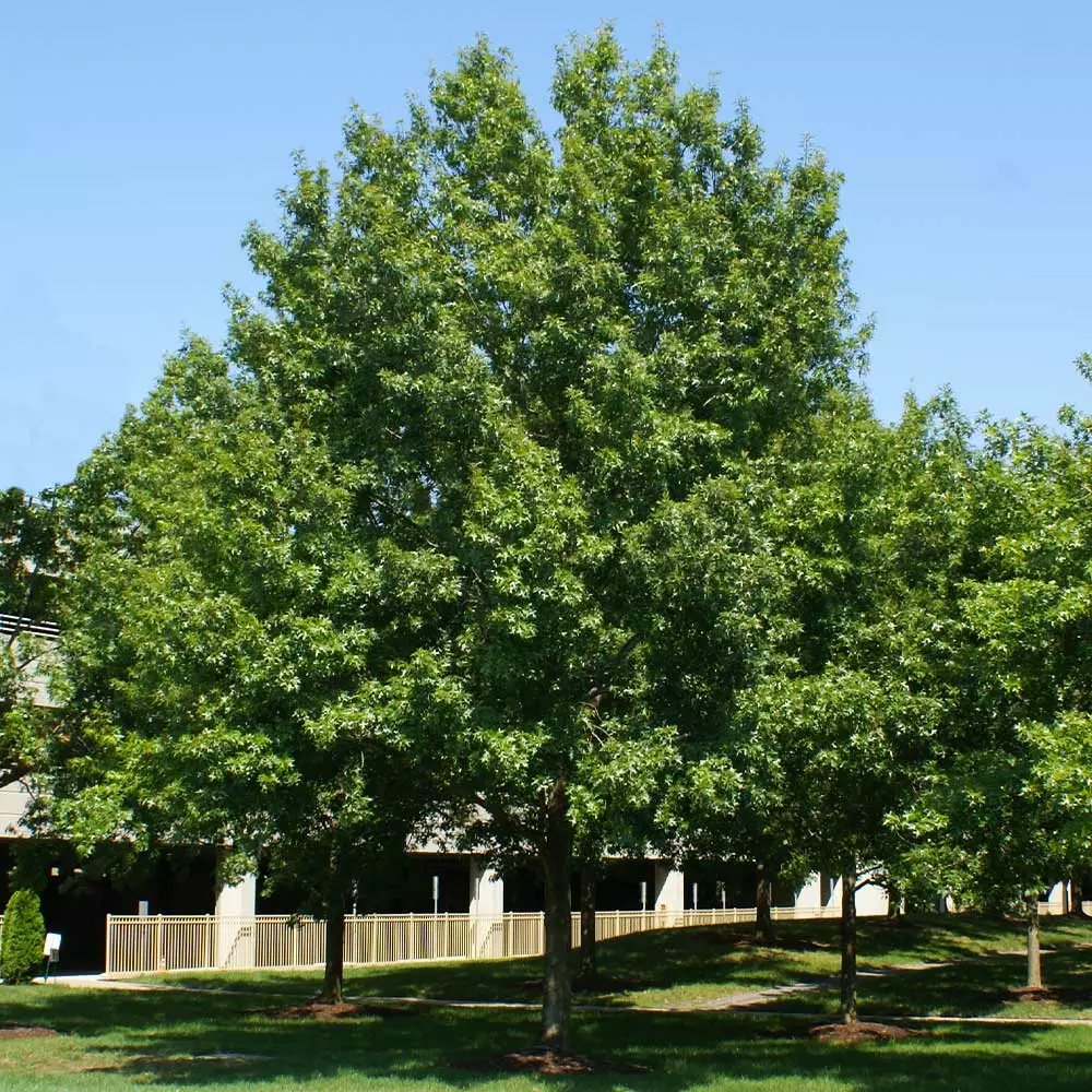 Brighter Blooms Shade Trees Southern Red Oak Tree 5 Brighter Blooms Shade Trees Southern Red Oak Tree