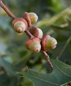 Brighter Blooms Shade Trees Southern Red Oak Tree 8 Brighter Blooms Shade Trees Southern Red Oak Tree