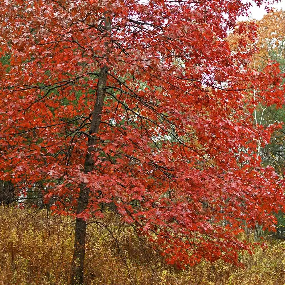 Brighter Blooms Shade Trees Southern Red Oak Tree 2 Brighter Blooms Shade Trees Southern Red Oak Tree
