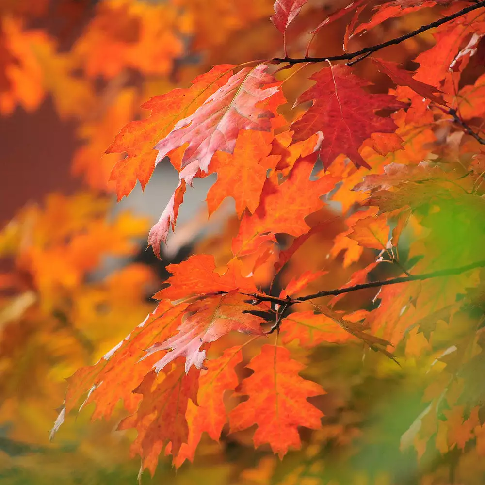 Brighter Blooms Shade Trees Southern Red Oak Tree 3 Brighter Blooms Shade Trees Southern Red Oak Tree