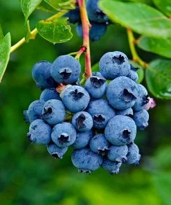 Brighter Blooms Blueberry Bushes Spartan Blueberry Bush
