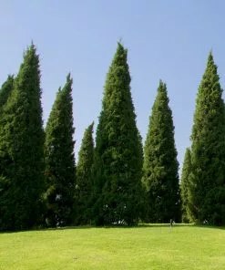 Brighter Blooms Spartan Juniper Tree Evergreen & Privacy 10 Brighter Blooms Spartan Juniper Tree Evergreen & Privacy