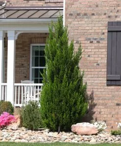 Brighter Blooms Spartan Juniper Tree Evergreen & Privacy 9 Brighter Blooms Spartan Juniper Tree Evergreen & Privacy