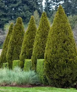 Brighter Blooms Spartan Juniper Tree Evergreen & Privacy