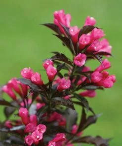 Brighter Blooms Spilled Wine® Weigela Shrub 8 Brighter Blooms Spilled Wine® Weigela Shrub